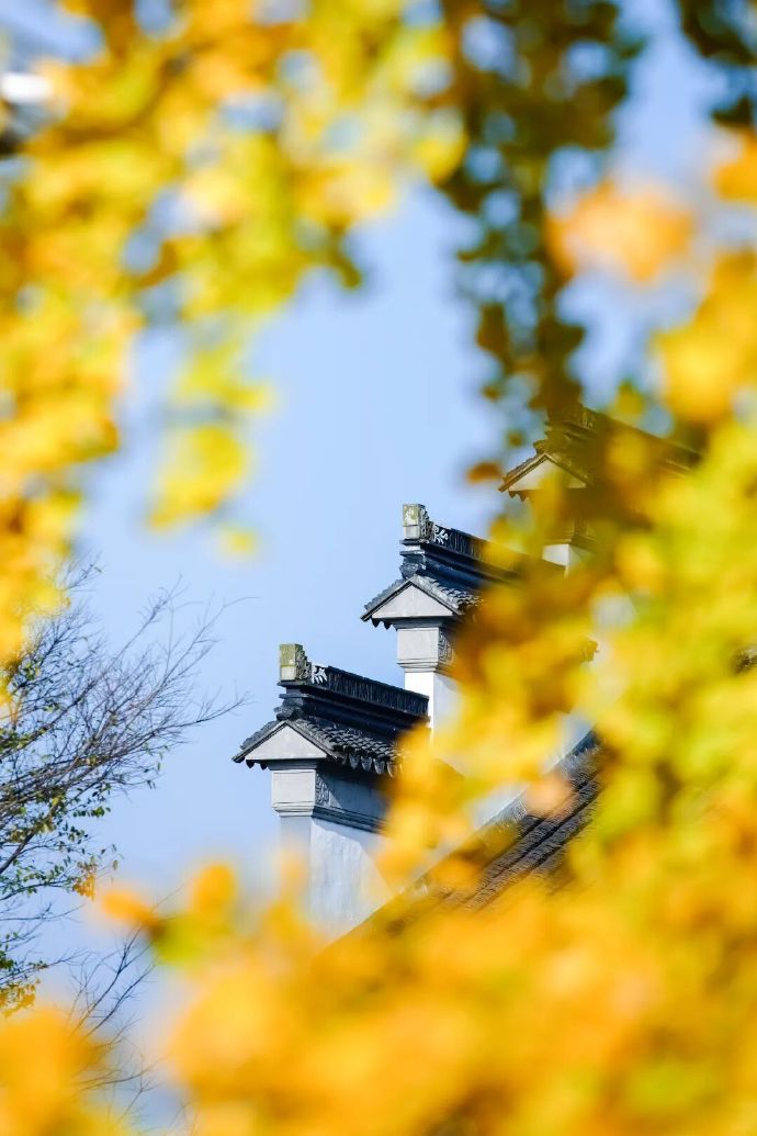 银杏颜值天花板，跟着地图全打卡！