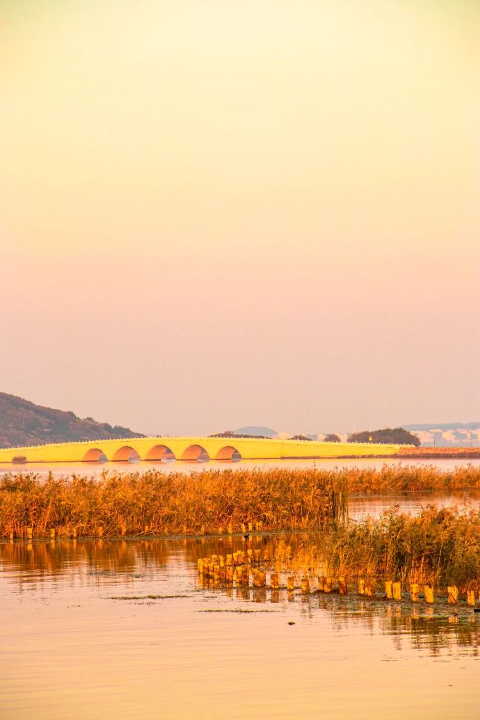 蒹葭苍苍，芦苇花开正当时！