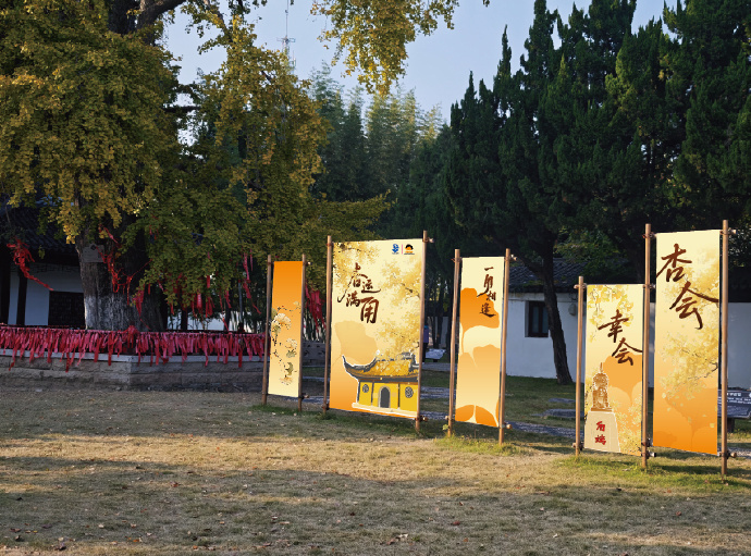 银杏文化周开启！一叶知秋，“杏”会甪直！