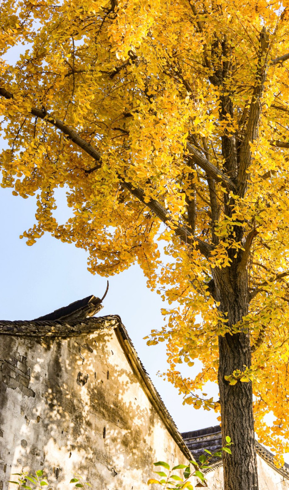 银杏文化周开启！一叶知秋，“杏”会甪直！