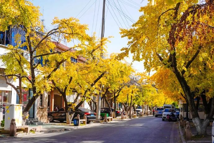 跟随这条线路赏银杏！