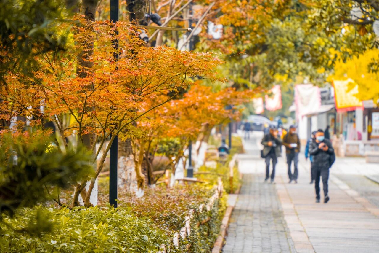 枫情无限，等风也等你