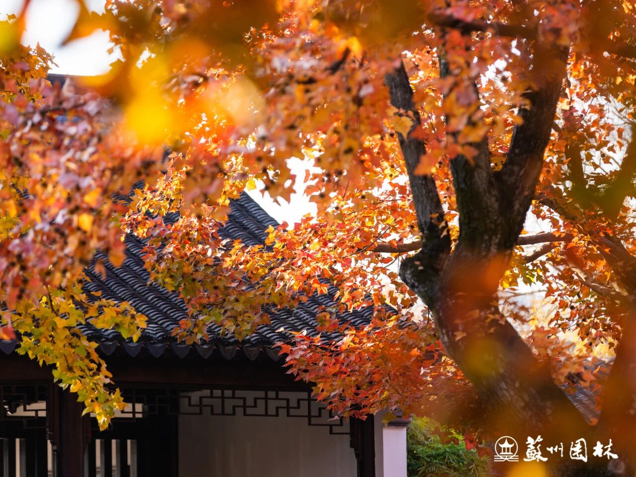 邂逅“五彩枫”，解锁一站式秋日漫游~