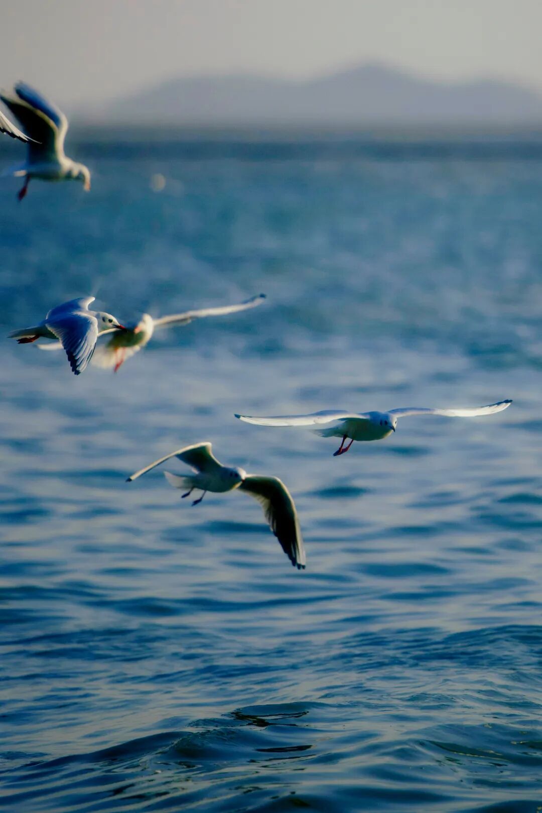 咖啡暖手,湖光“鸥”遇