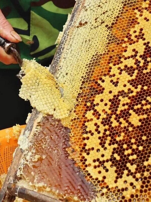 甜到心窝里~西山岛甜蜜“蜂”收