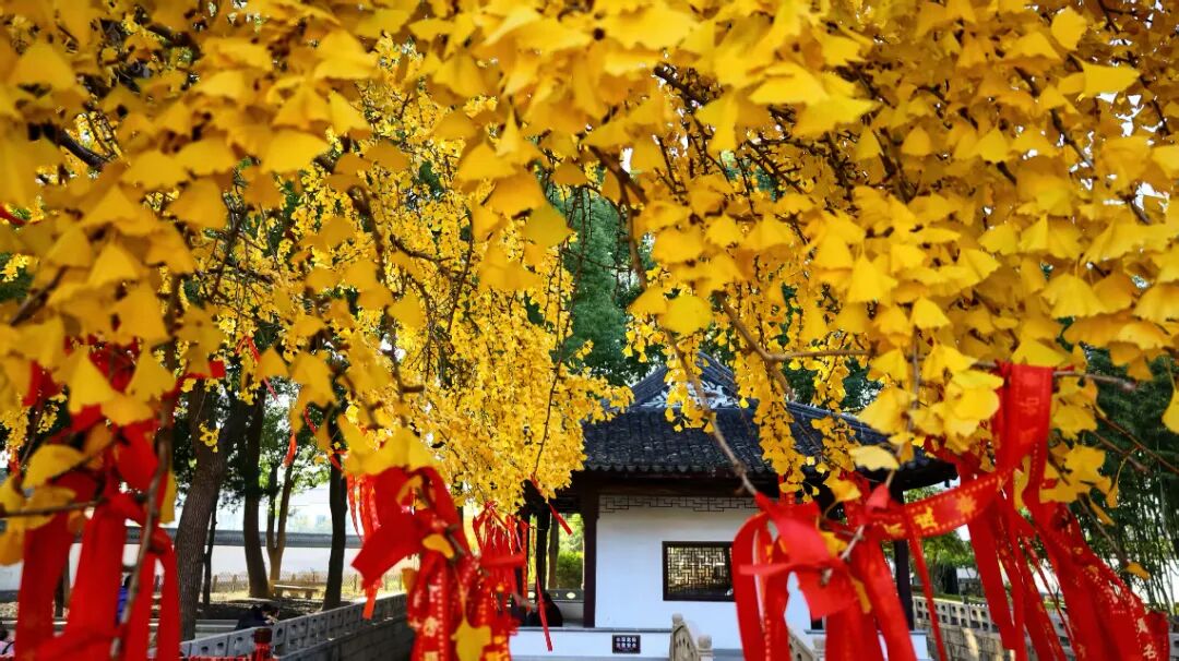 鎏金初冬，做一次“追杏人”~