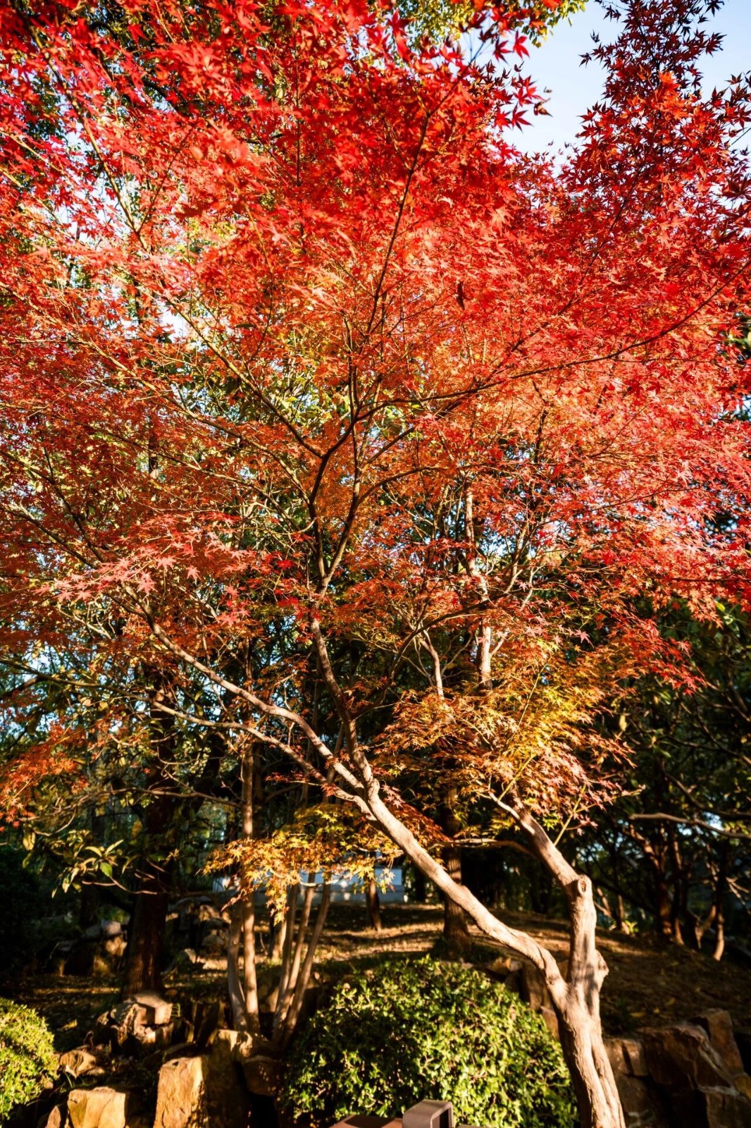 初冬拍照天花板！就在这些地方~
