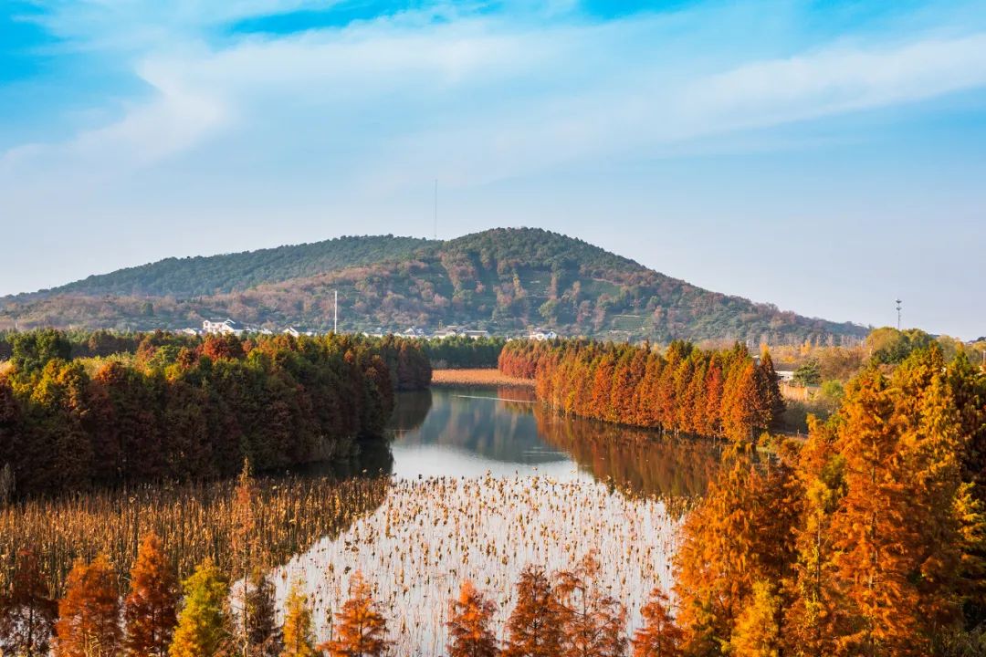 这7处水杉林，出片率100%