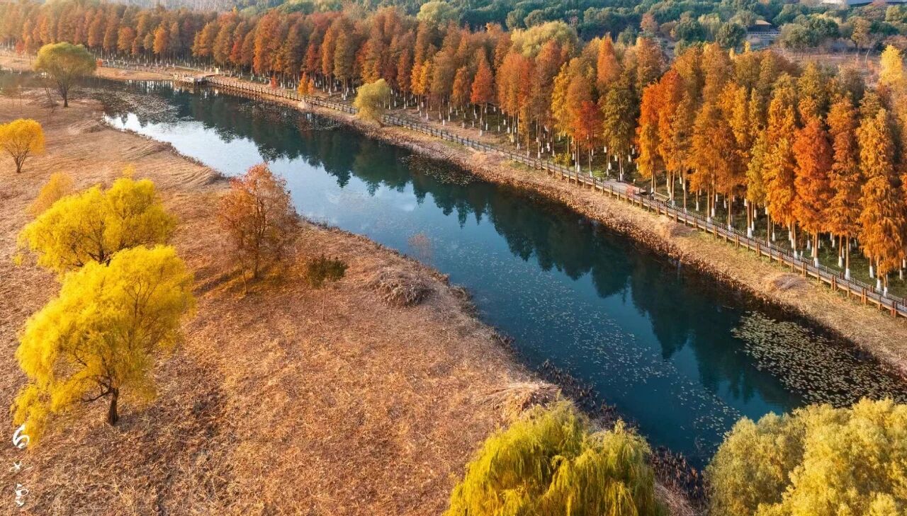 这7处水杉林，出片率100%