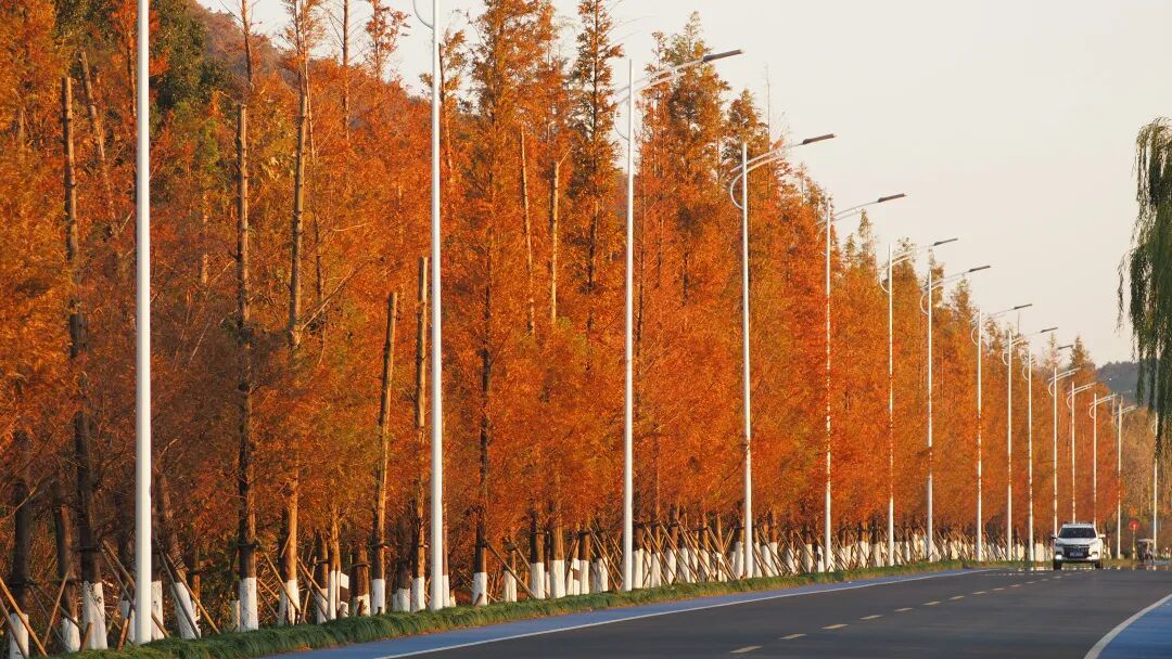 这7处水杉林，出片率100%