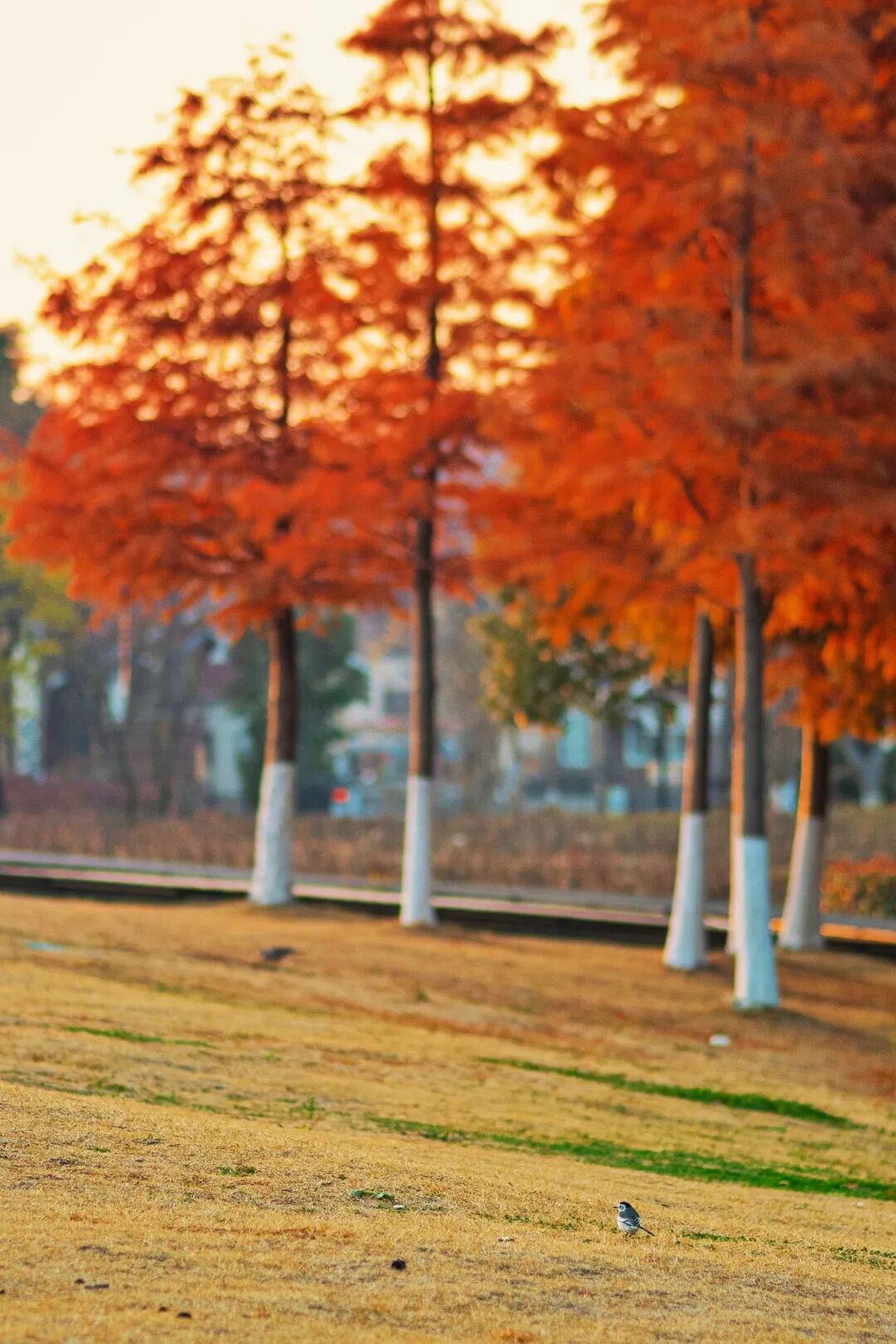 这7处水杉林，出片率100%