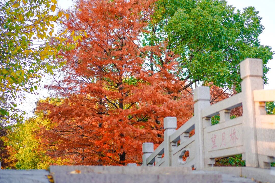 这7处水杉林，出片率100%