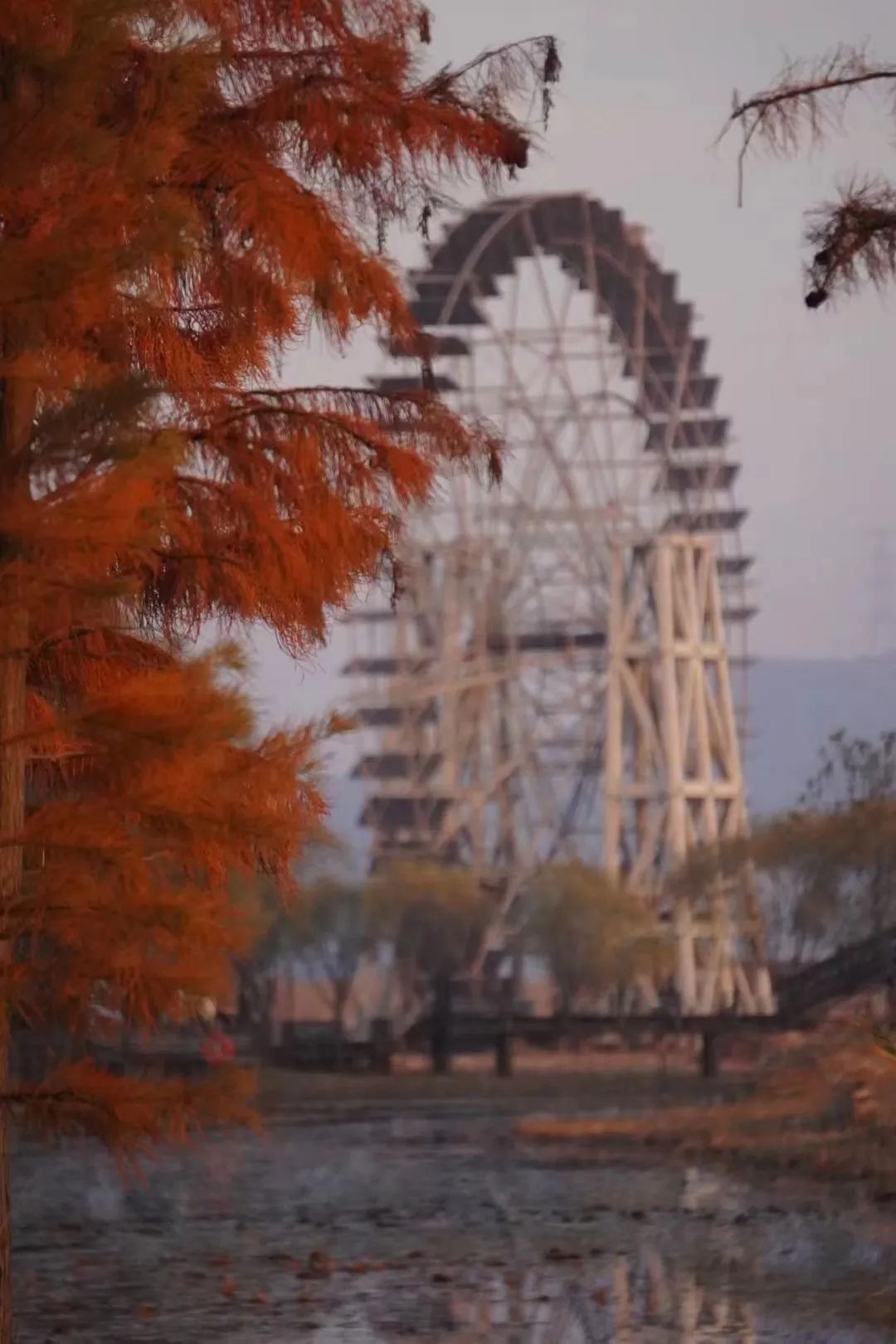 这7处水杉林，出片率100%