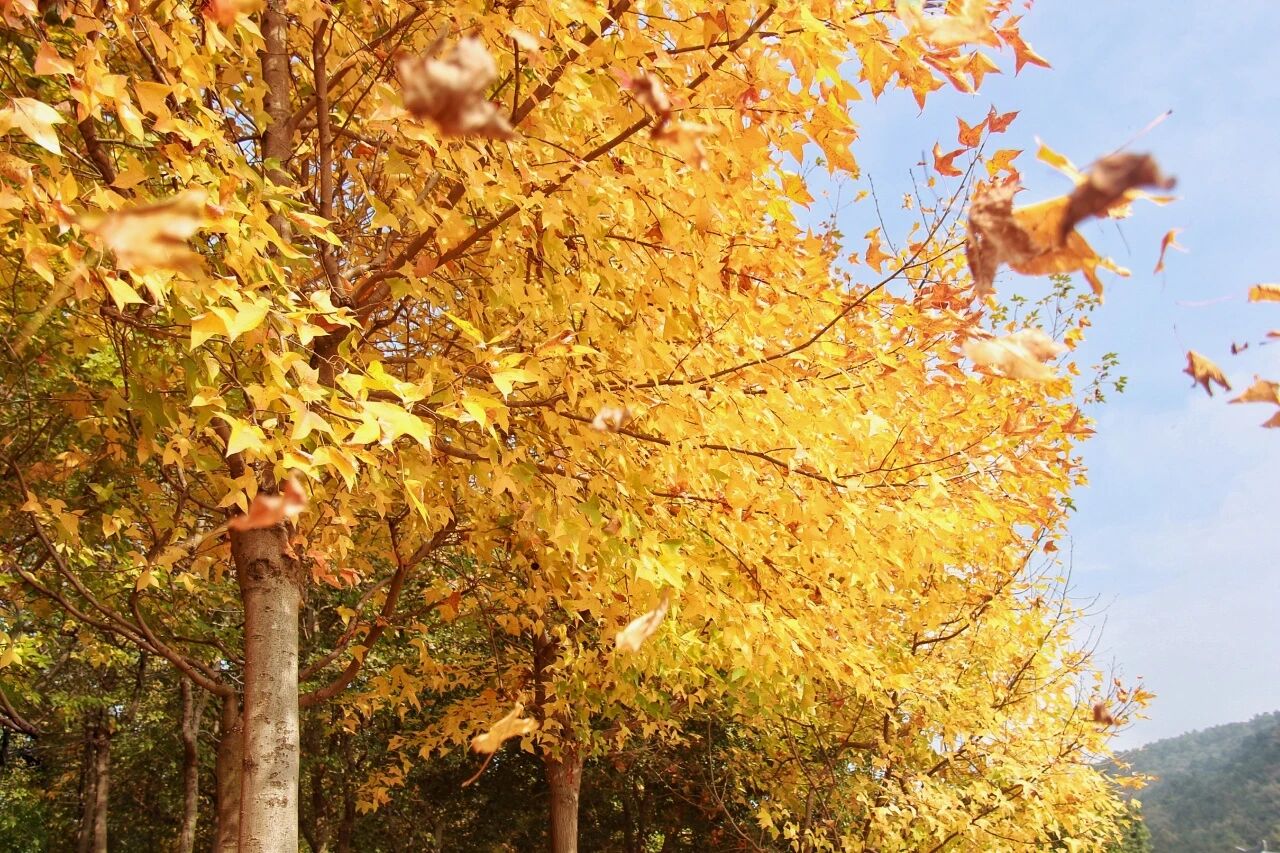 穹窿山森林步道，徒步新地标！