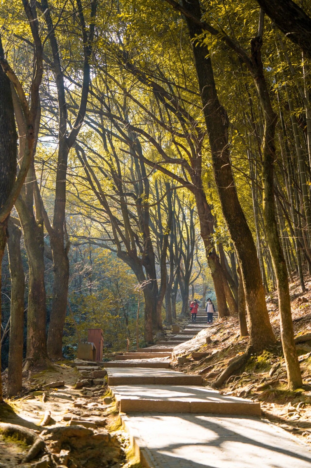穹窿山森林步道，徒步新地标！