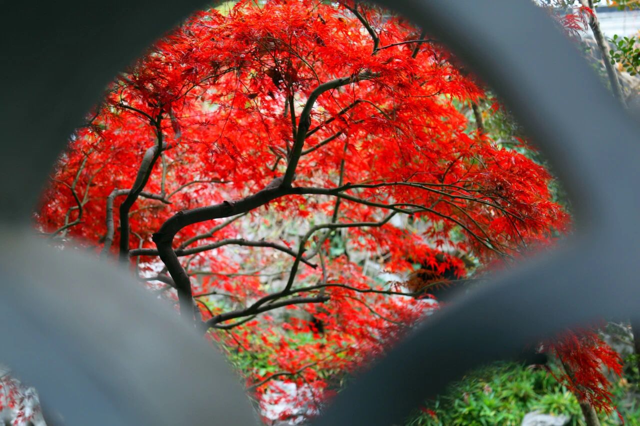 木渎园林的“冬日光影美学”加载中