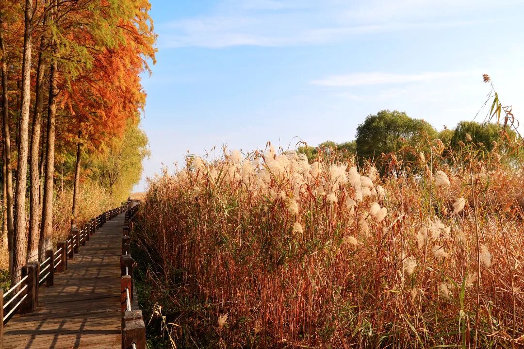 美了美了！诗经里的“雪”落在了这里~