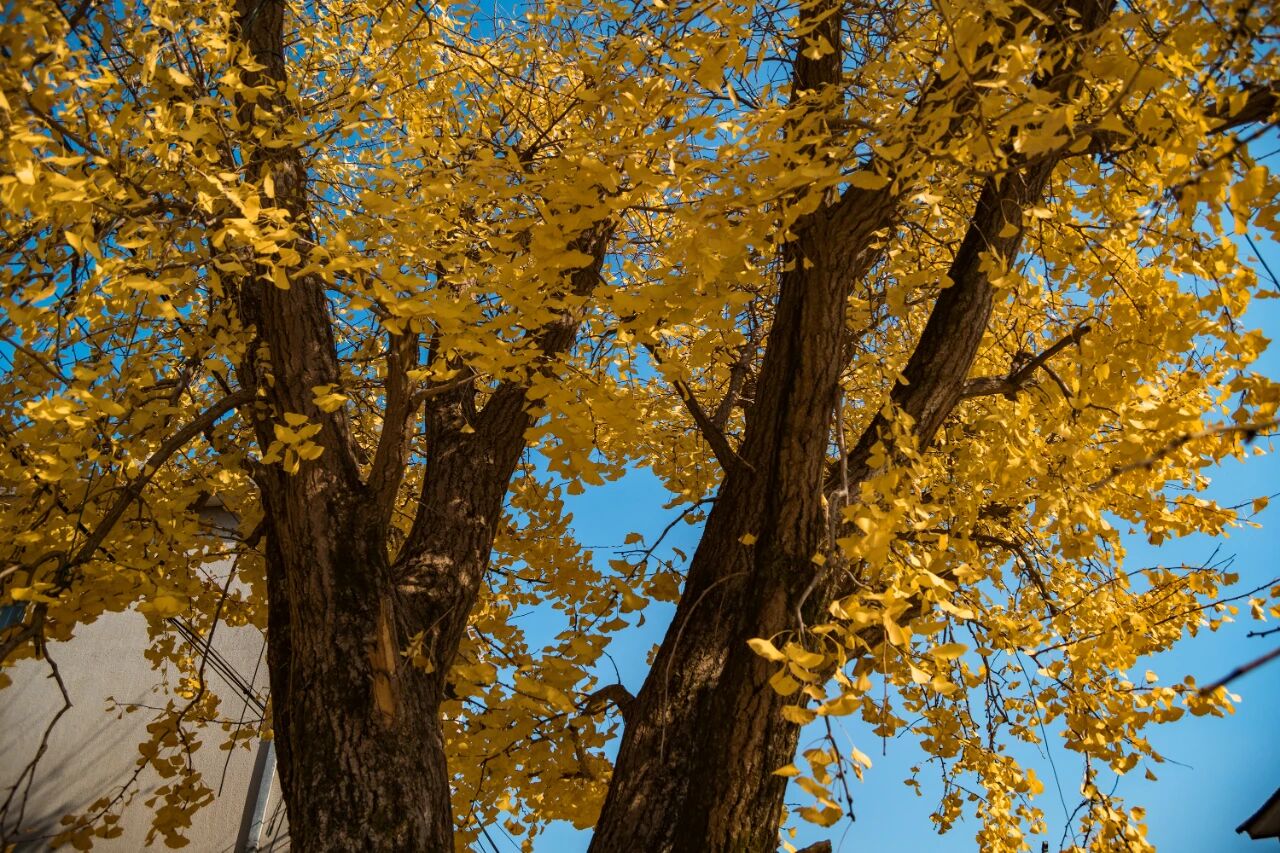 一起去林屋村漫游吧~