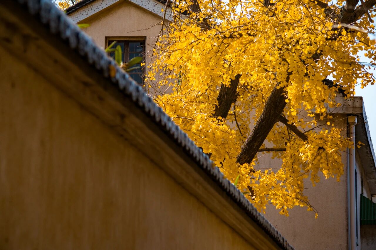 一起去林屋村漫游吧~