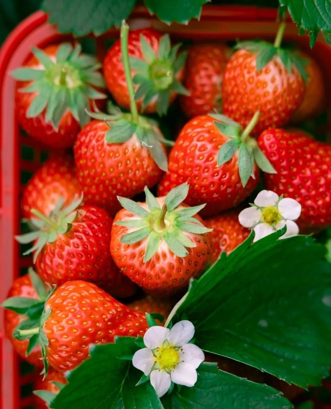 甜度13.5°+，快乐100%