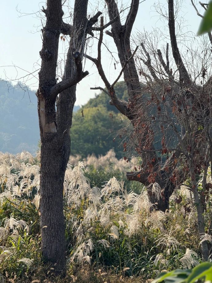 芦花深处，“雪”落无声