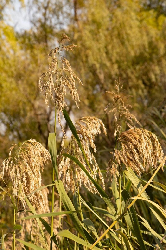 芦花深处，“雪”落无声