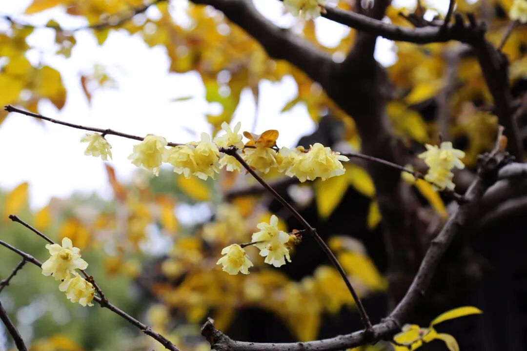 第一缕冬香已上线！请集合你的寻香搭子~