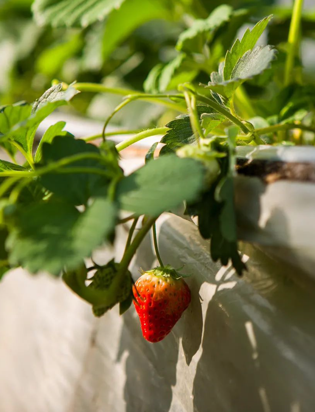 邂逅冬日小“莓”好！快乐100%