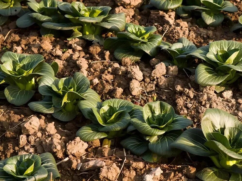 降温啦！这些暖胃美食，安排！