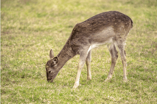解锁毛茸茸治愈的时光