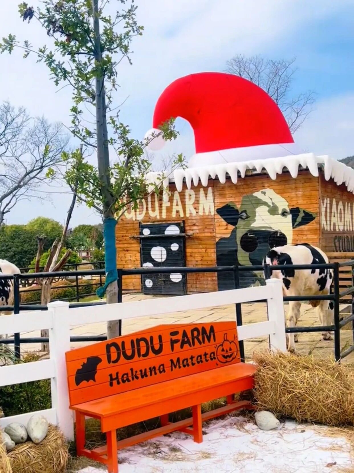 解锁毛茸茸治愈的时光