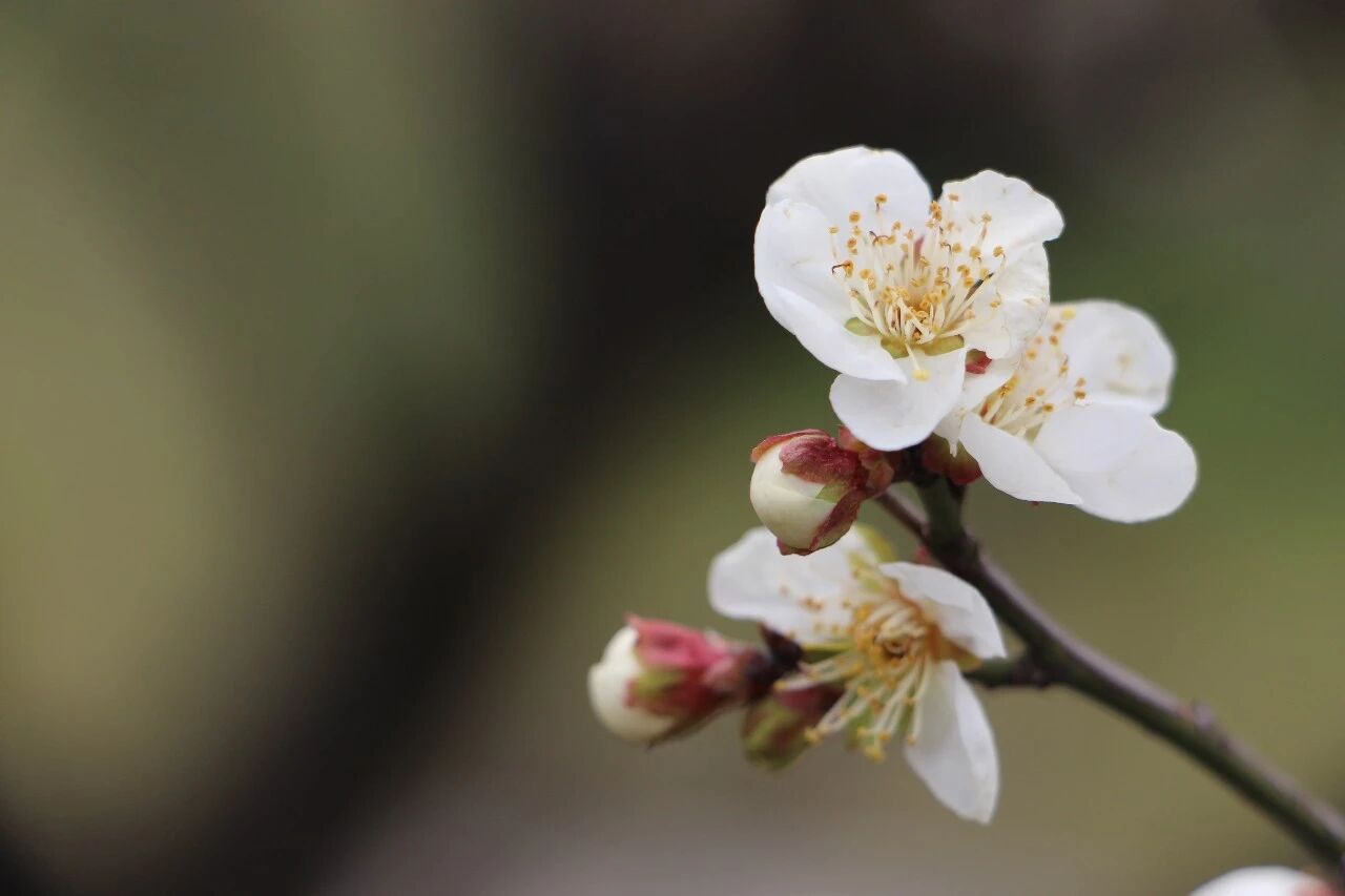 梅花零星初绽，邀君共赏！