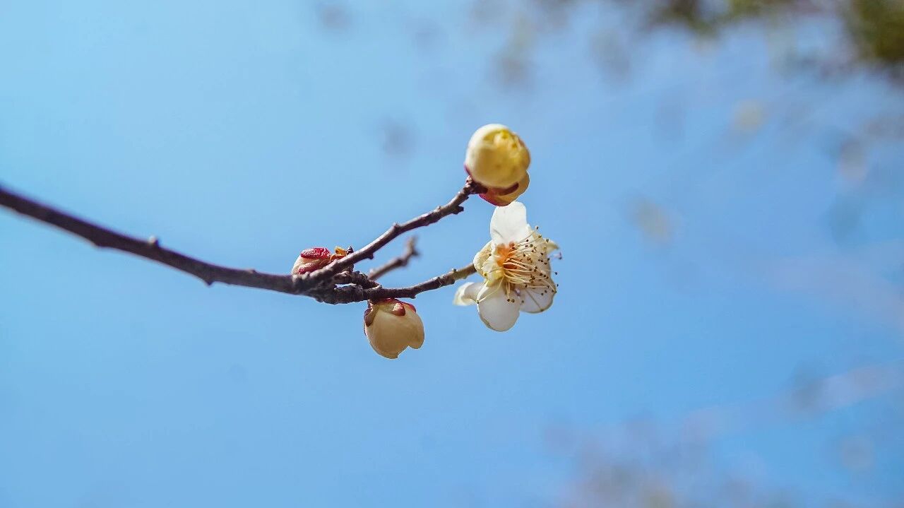 梅花零星初绽，邀君共赏！