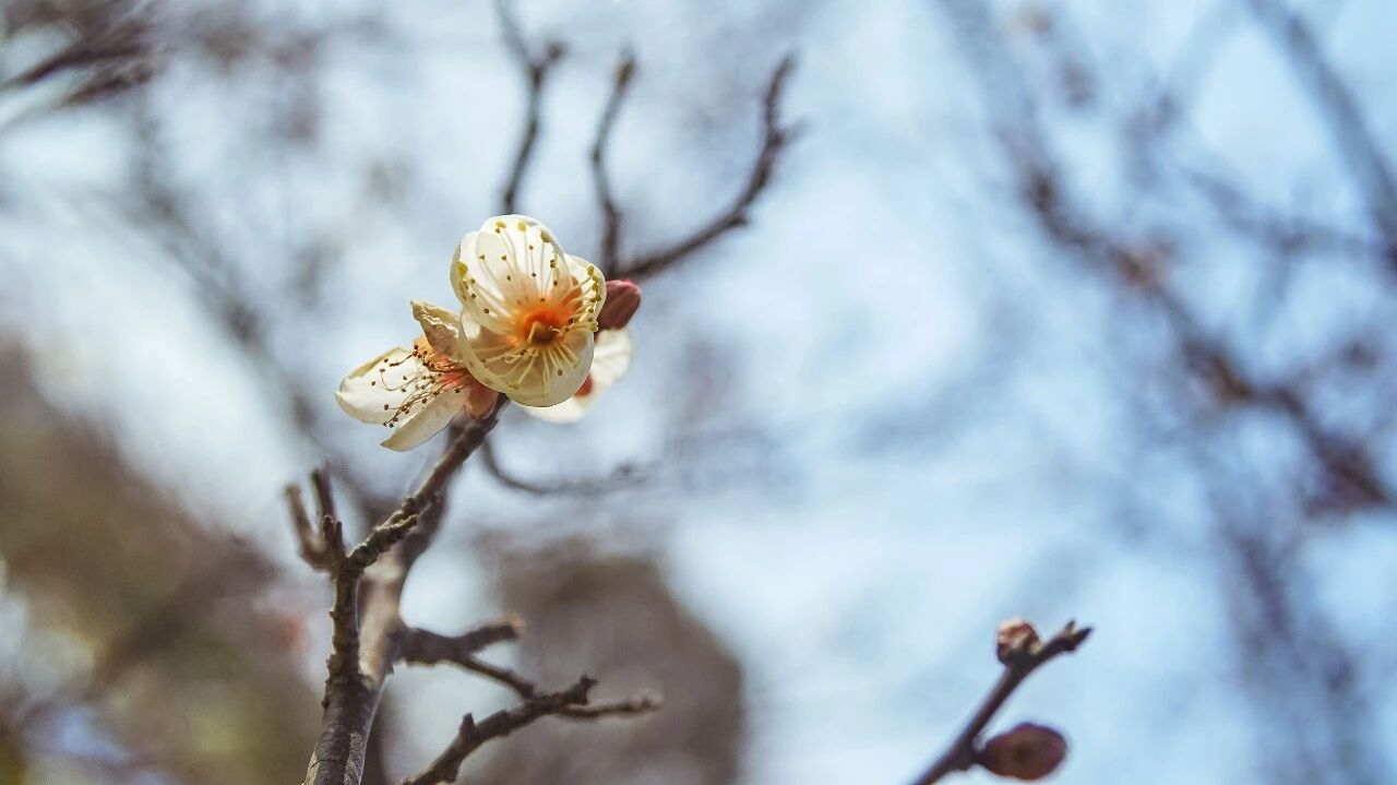 梅花零星初绽，邀君共赏！