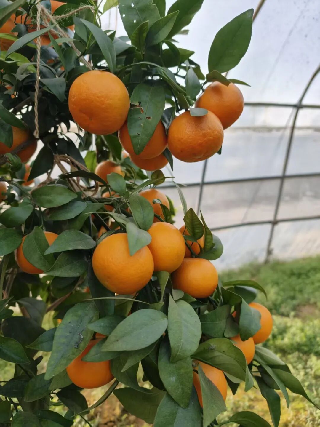 备年货的快乐就是：全！都！要！