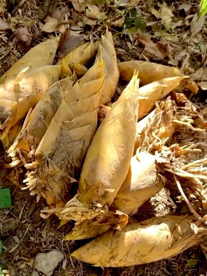 冬日“第一鲜”——冬笋，不容错过！