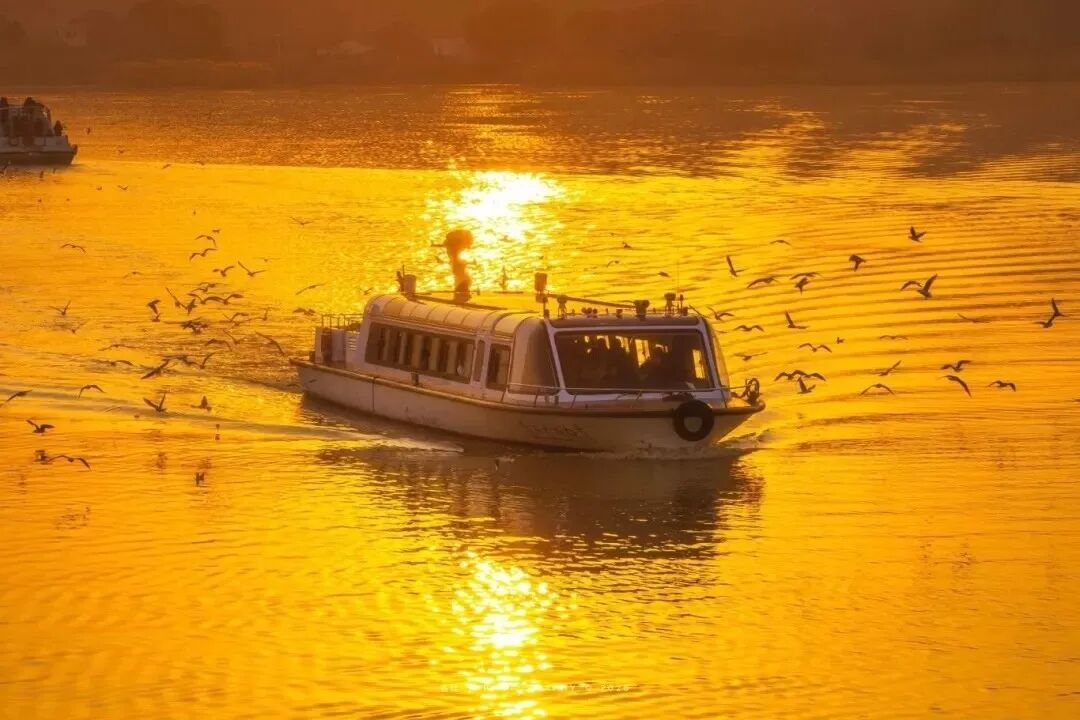 “鸥”气天团人气爆棚！最佳观赏地点帮你总结好了！