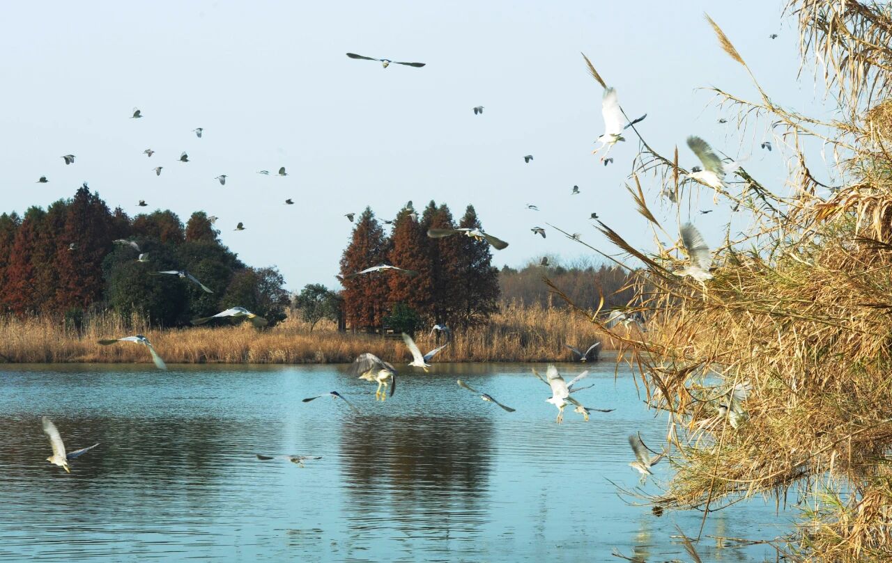 “鸥”气天团人气爆棚！最佳观赏地点帮你总结好了！