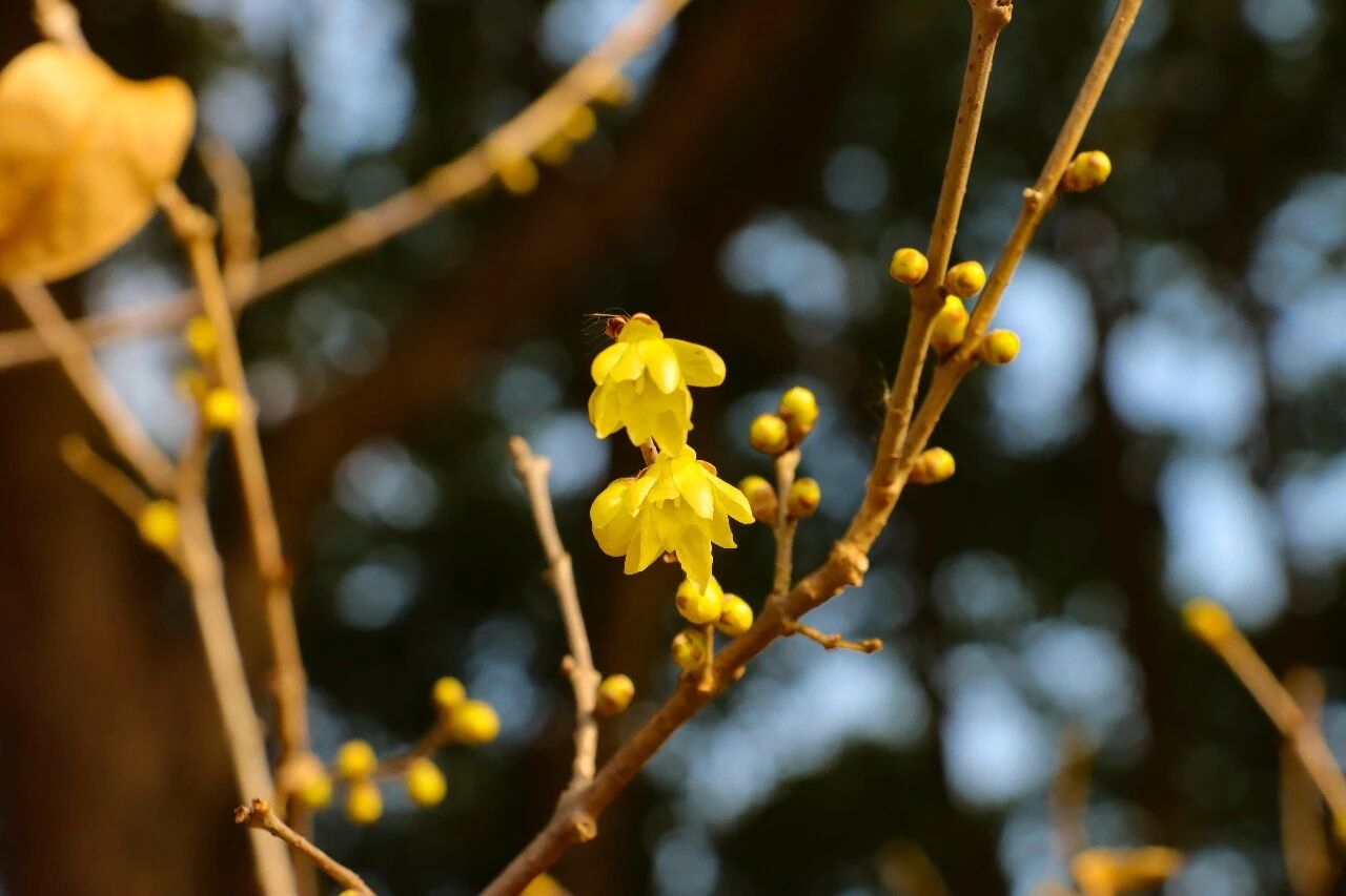 报！西山岛第一波蜡梅，开了
