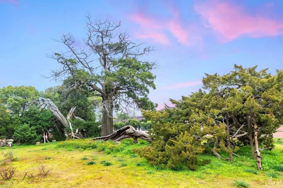 光福线：湖山寻梅，长堤观鸟