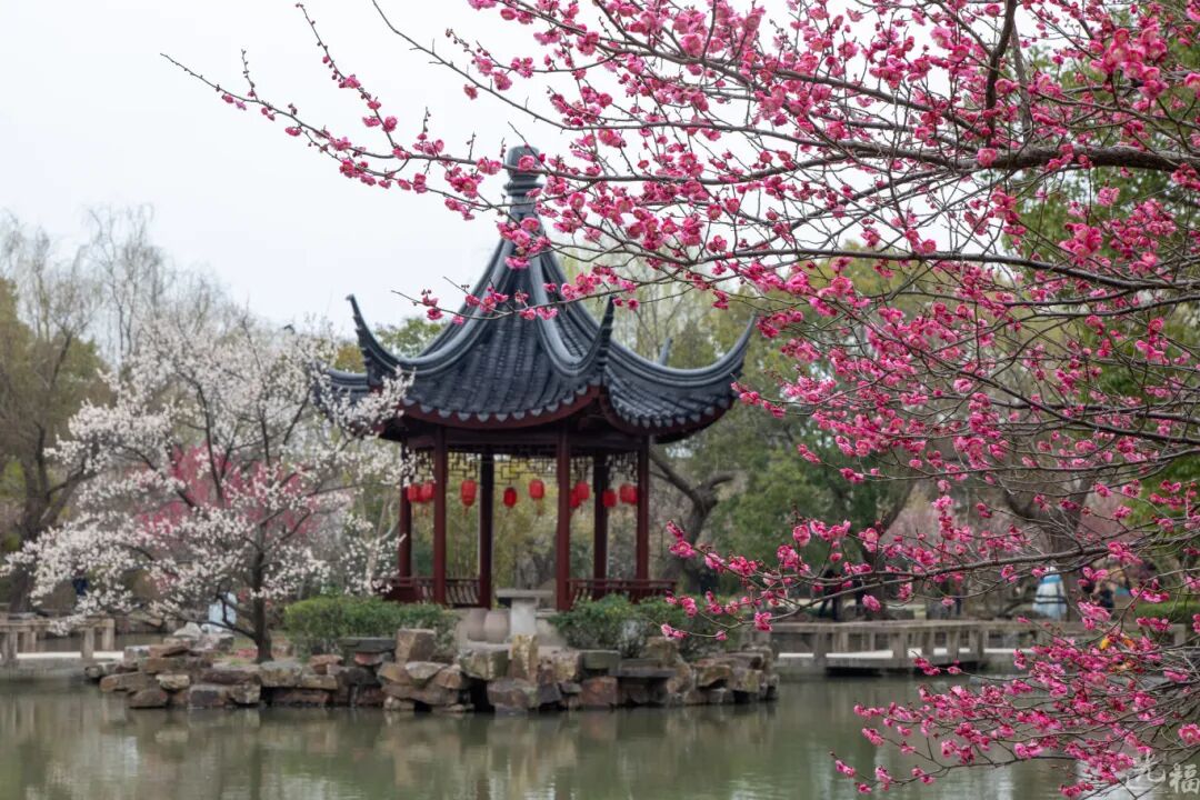 光福线：湖山寻梅，长堤观鸟