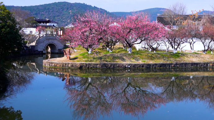 西山岛线：漫山梅海，田园野趣