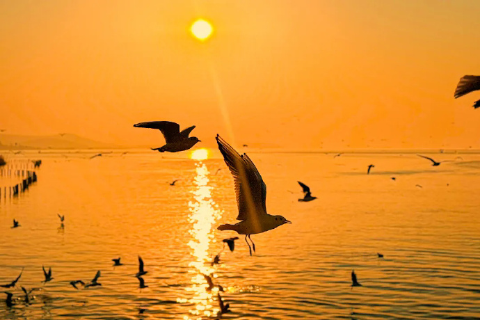 爱是保持距离！给观鸟人的温柔提醒~