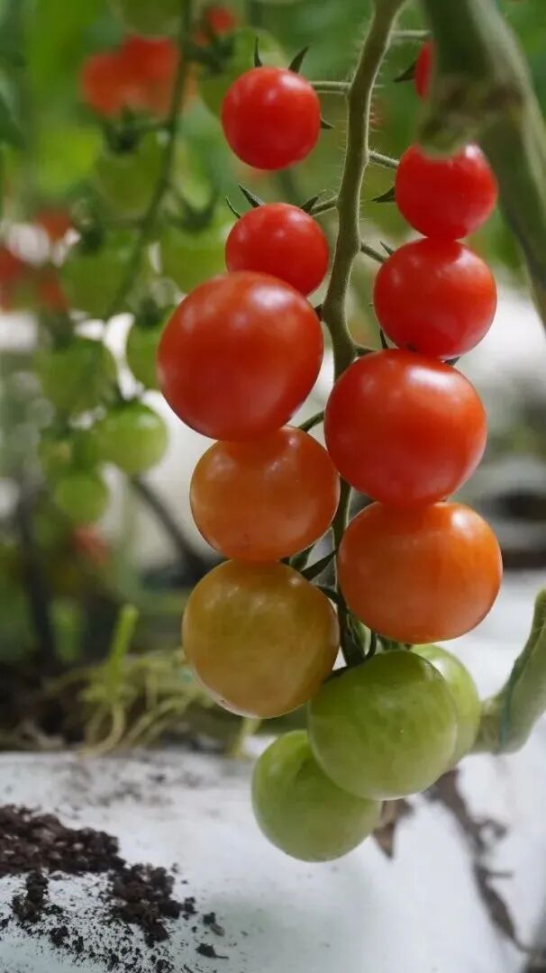 “莓”好时光,“番”倍甜蜜!