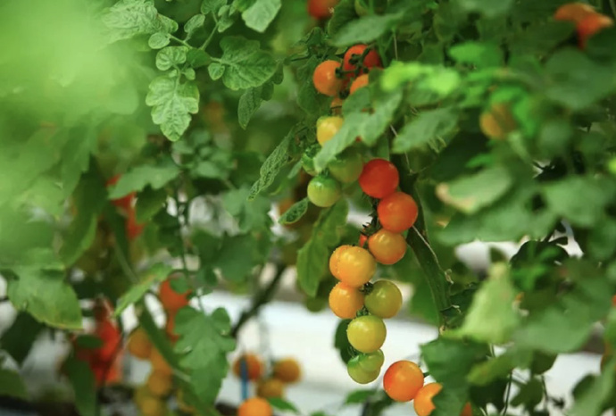 “莓”好时光,“番”倍甜蜜!