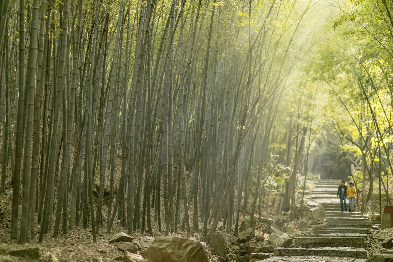 御道寻踪 踏叶听风