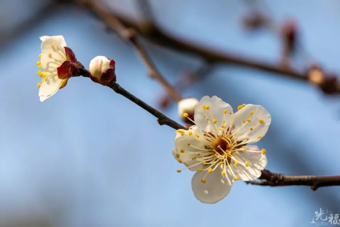 来光福，赴一场“双梅共舞”的浪漫之约