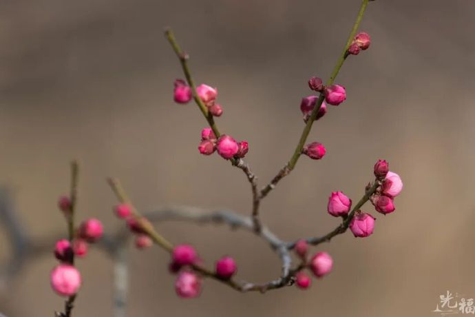 来光福，赴一场“双梅共舞”的浪漫之约