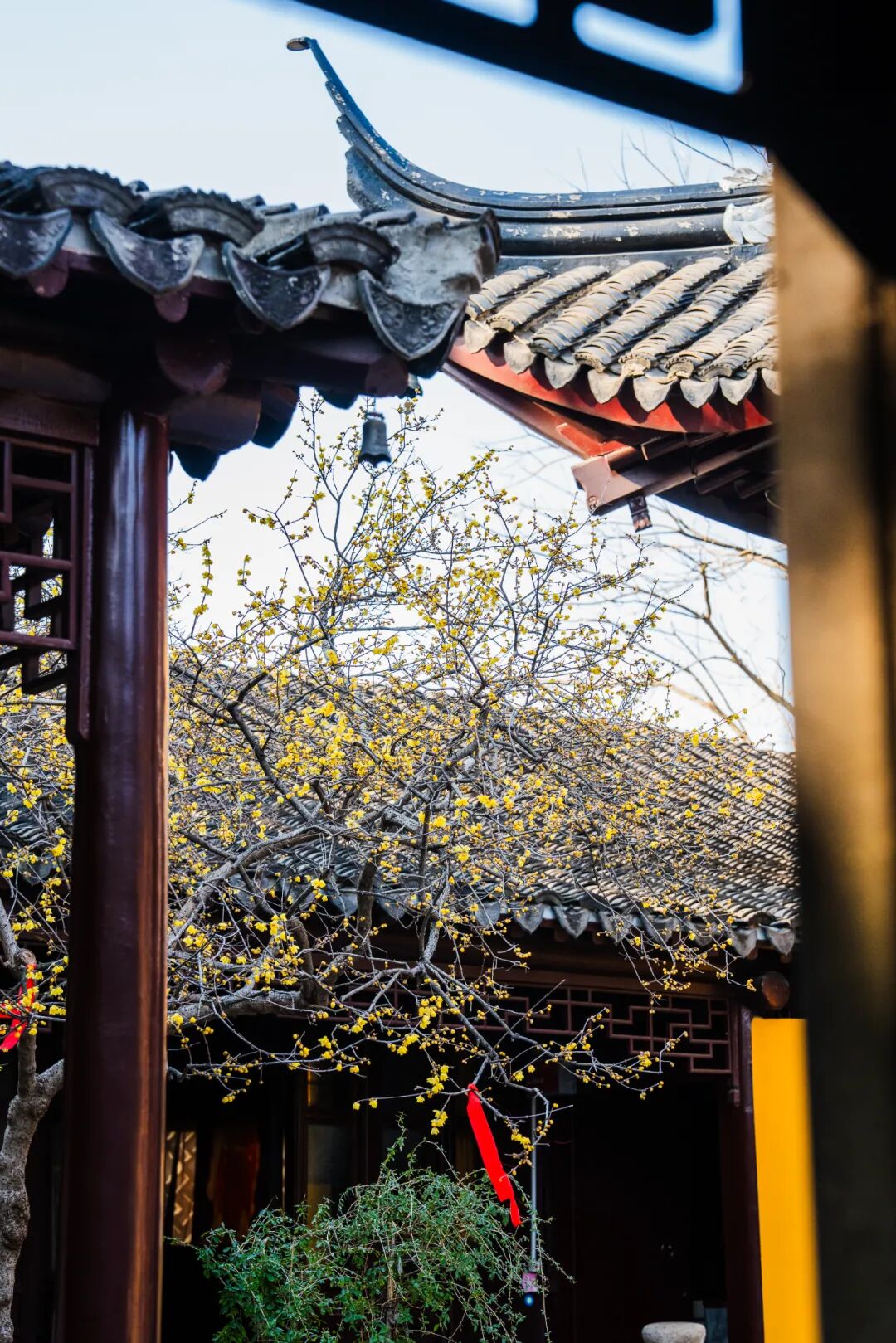 蜡梅已“霸屏”！梅花加载中……