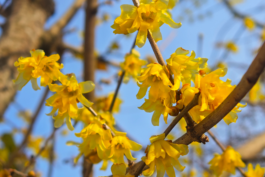 蜡梅已“霸屏”！梅花加载中……